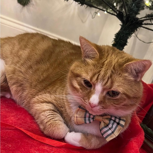 Meet the Posher - Picture 6 of 7